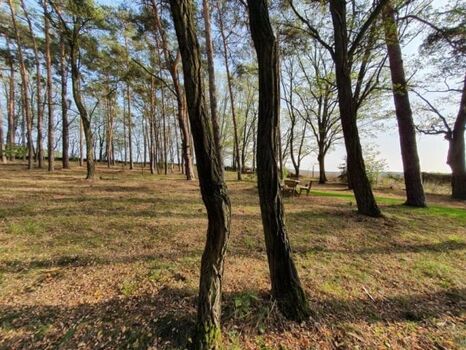 Das komplett eingezäunte helle Wald-Grundstück
