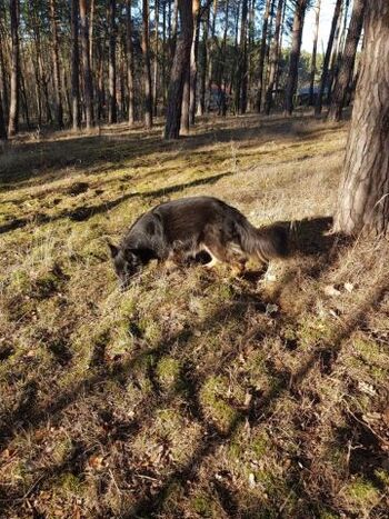Für Hunde gibt es immer wieder etwa neues im Wald zu entdecken