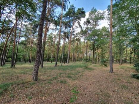 Das komplett eingezäunte helle Wald-Grundstück