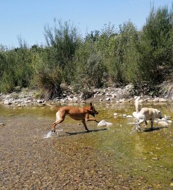 Badespass fùr Hunde, keine 10 Min. entfernt