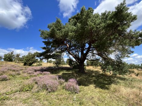 Heidelandschaft bei Langscheid