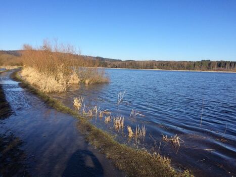 Der Jungferweiher in Ulmen - ideal zum Spazierengehen am Ufer