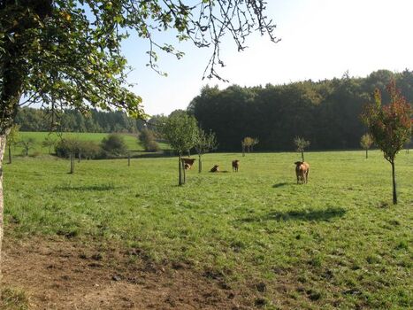 Ein paar Schritte und man ist mitten in der Natur