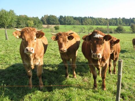 Mutterkuhherde am Dorfrand