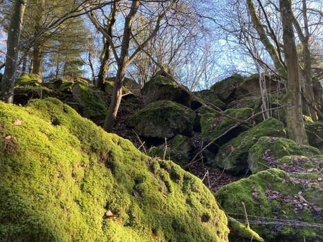 Moosüberwachsene Basaltblöcke sind eifeltypisch