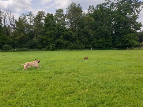 Austoben auf unserer Flitzewiese