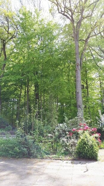 Blick von der Frühstücksterrasse ins Grüne