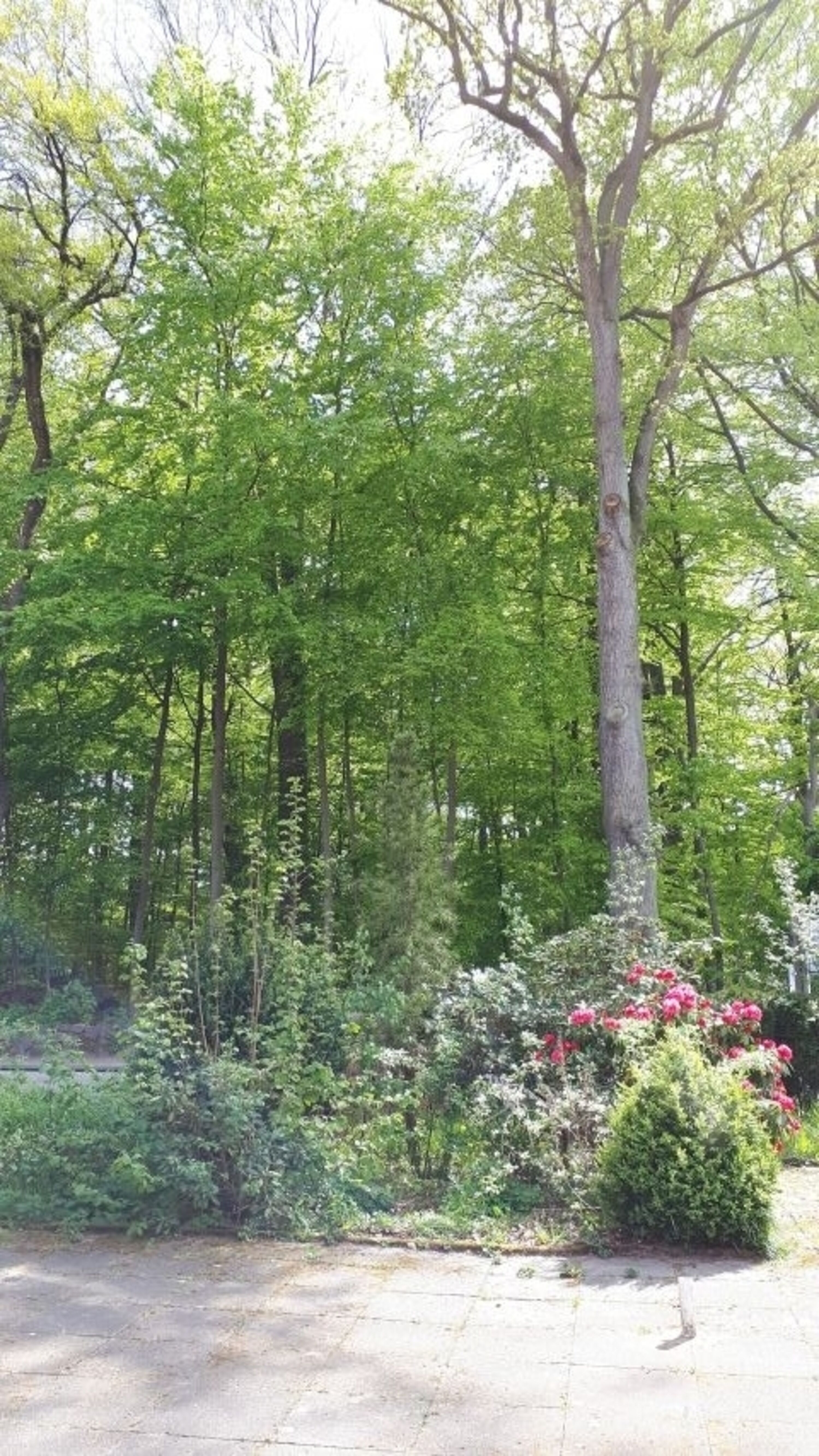 Blick von der Frühstücksterrasse ins Grüne
