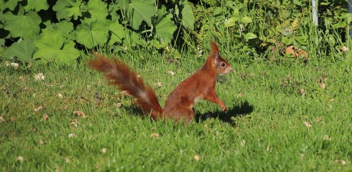 unser erster Besucher