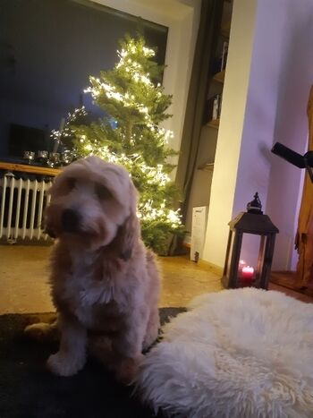 Weihnachten  in Hahnenklee 