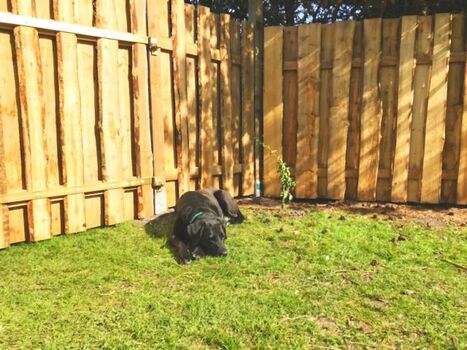 ..und Hunde fühlen sich hier auch wohl