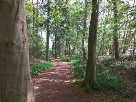 Der Wald ist nur 30m entfernt