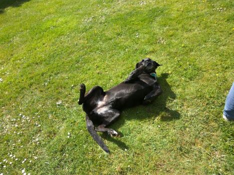 ..Hunde fühlen sich tierisch wohl :)