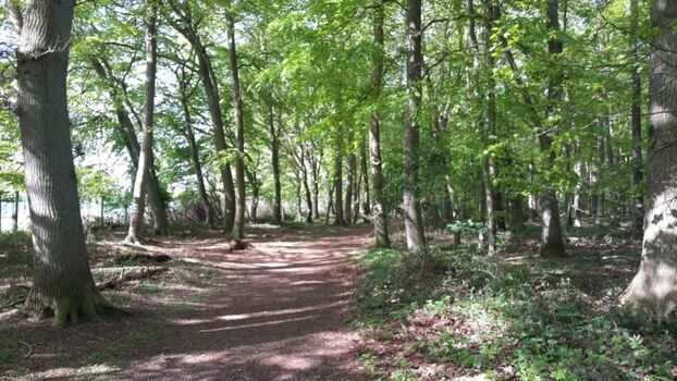 Der Wald ist nur 30m entfernt