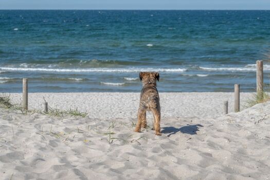 Willkommen am Hundestrand