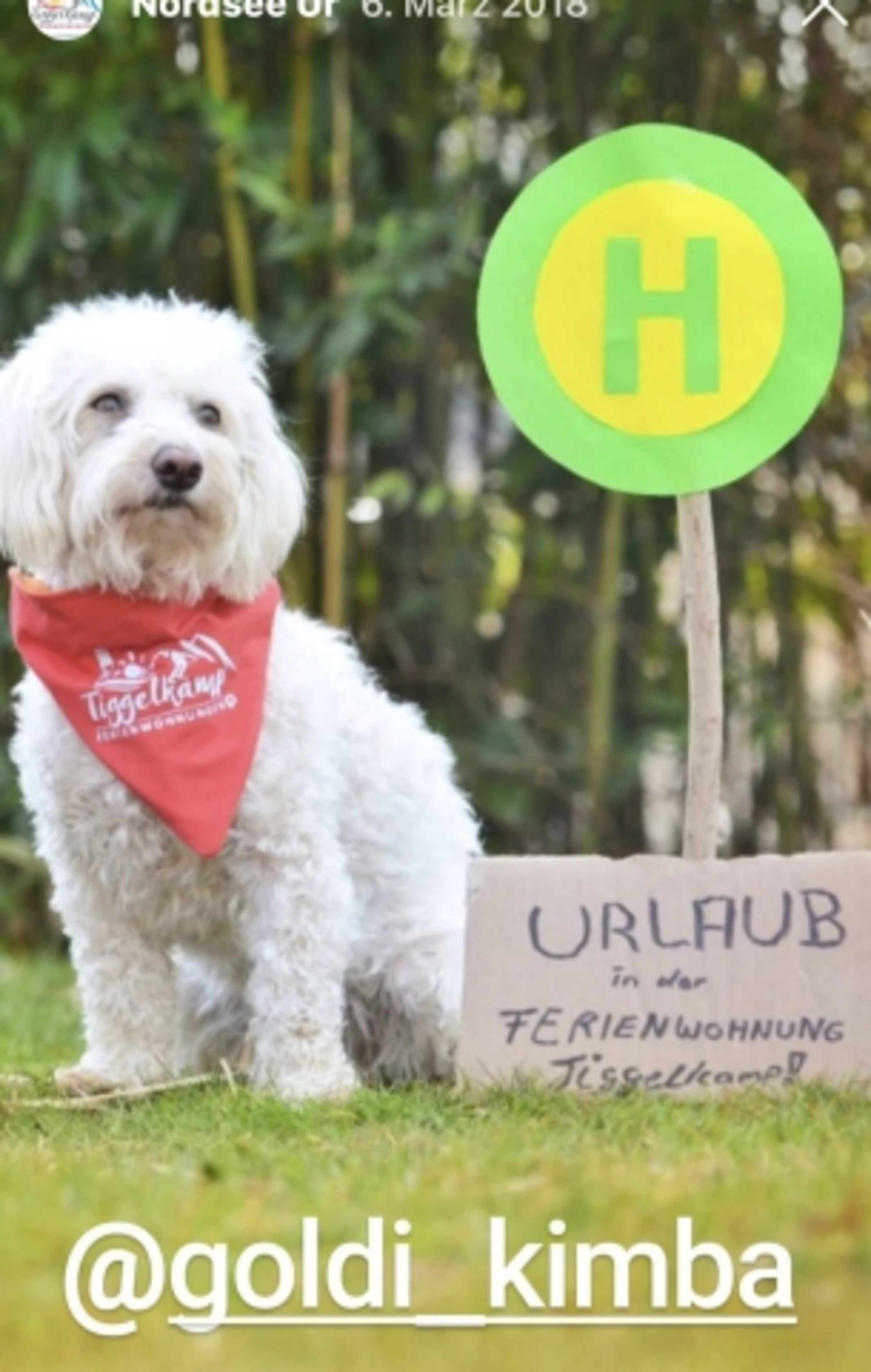 Hunde willkommen 