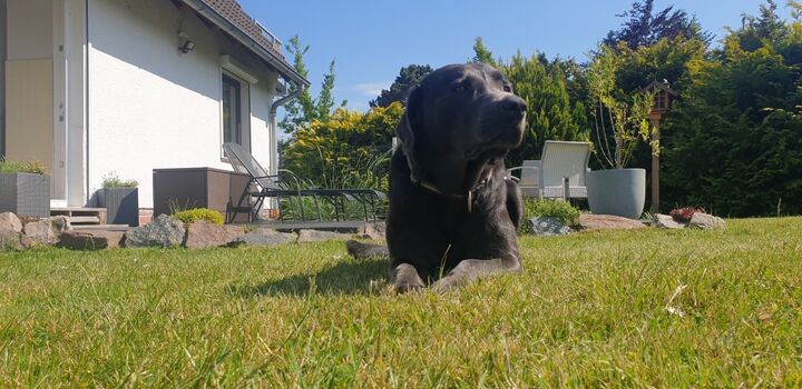 Hunde fühlen sich auch besonders wohl