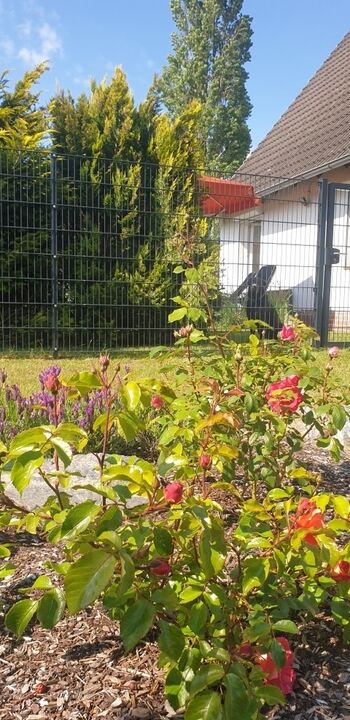 Rosenbeet und Zaun