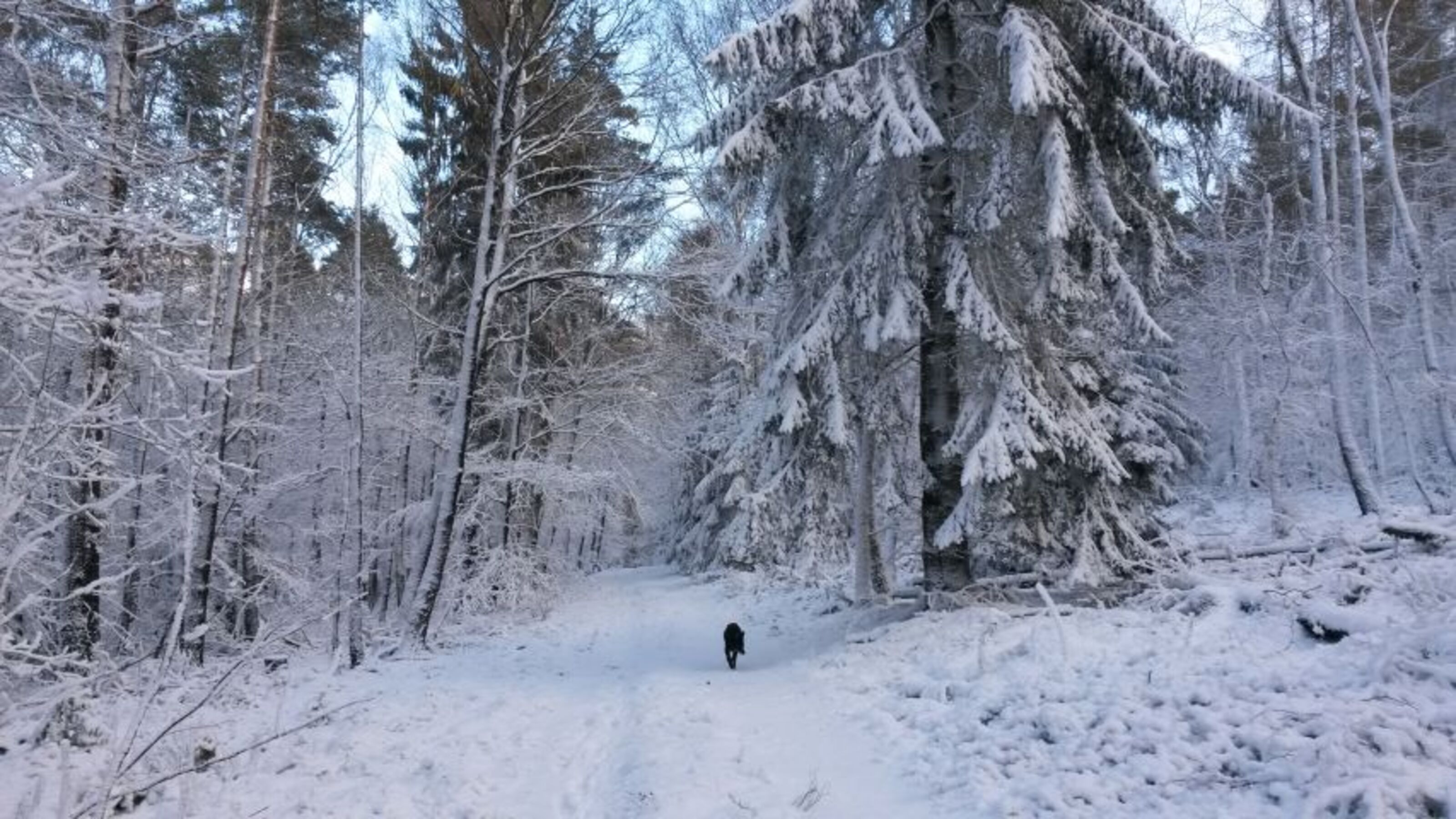 Gassigelände