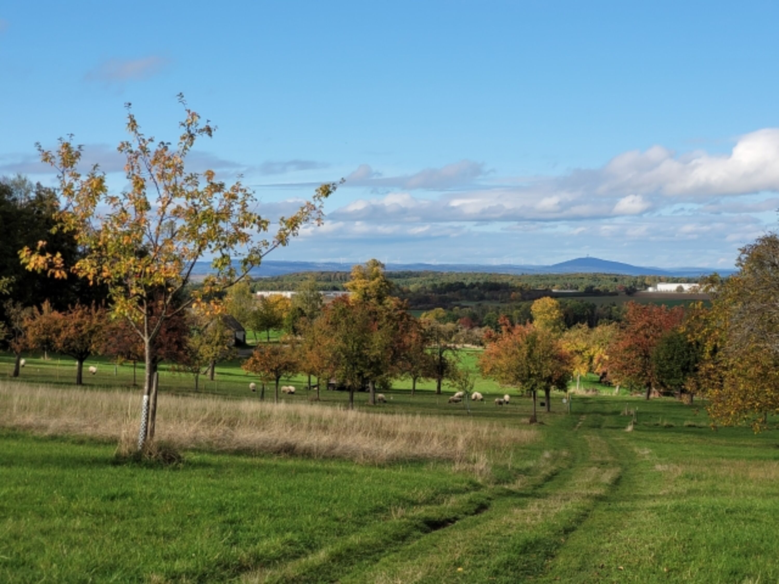 Gassigelände