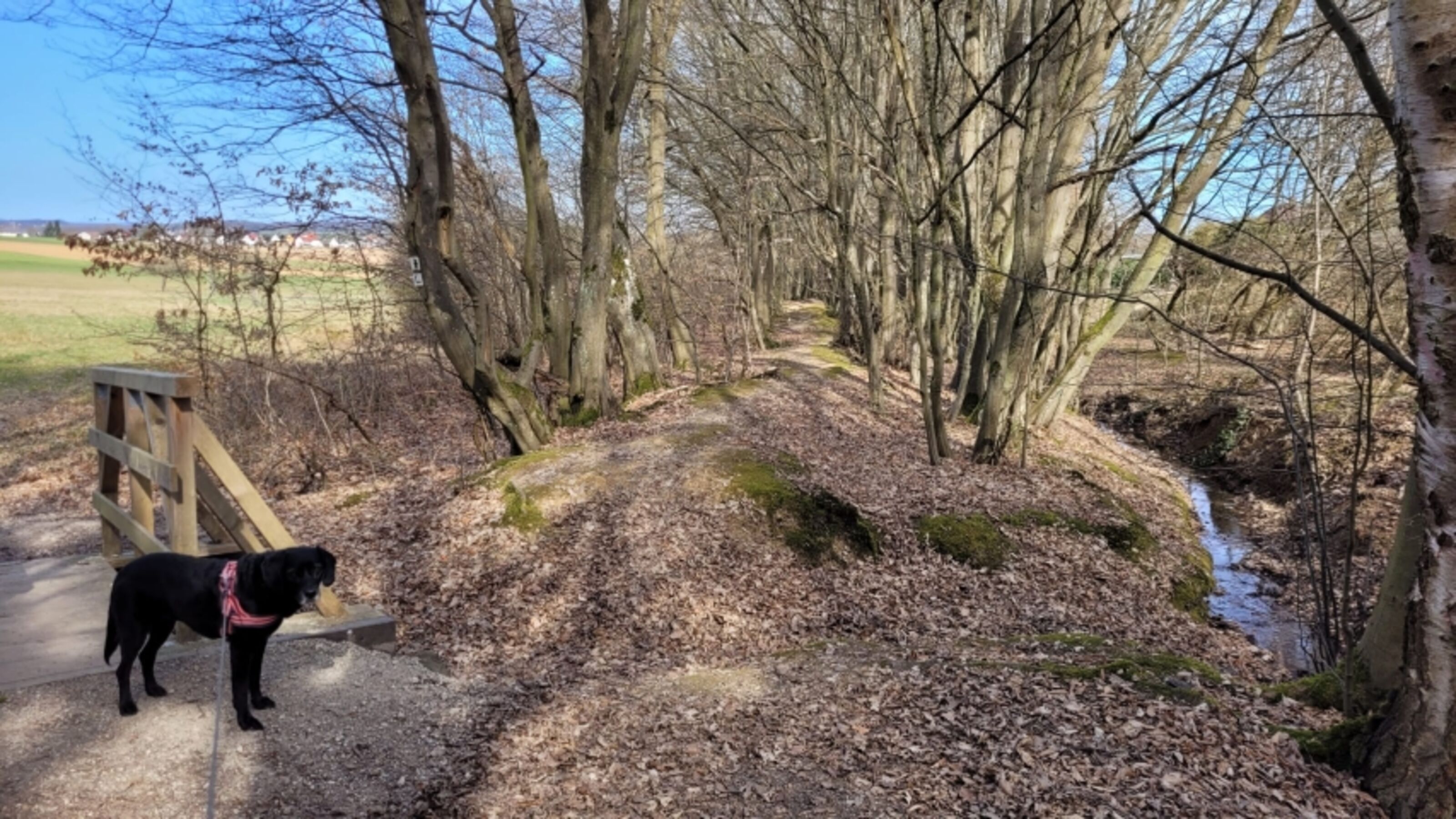 Gassigelände