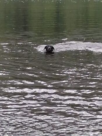 Bergsee Hunde willkommen 