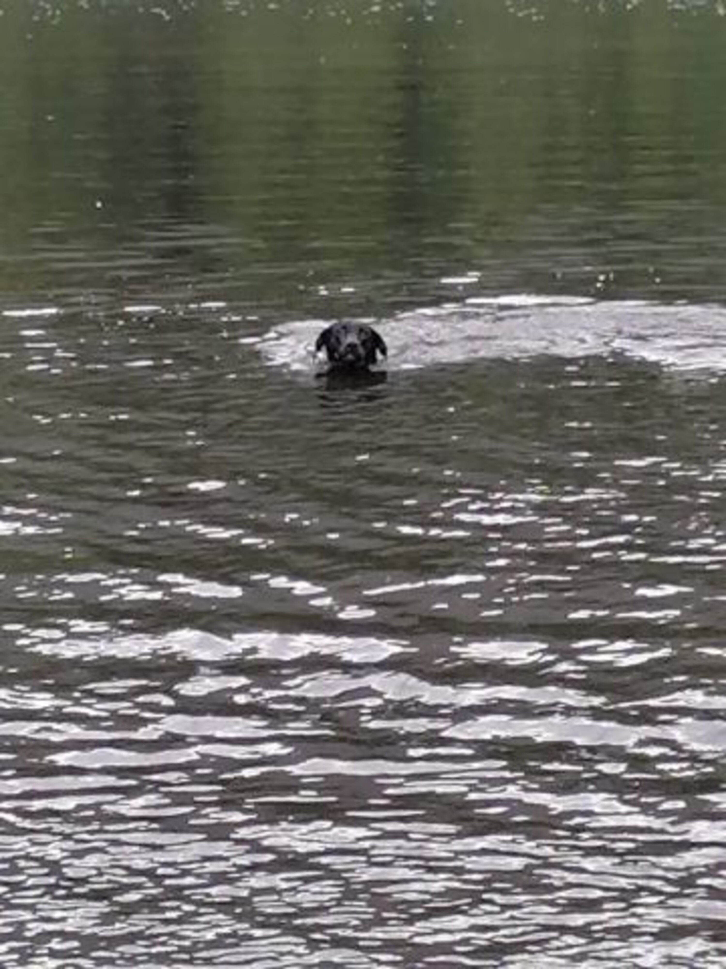 Bergsee Hunde willkommen 