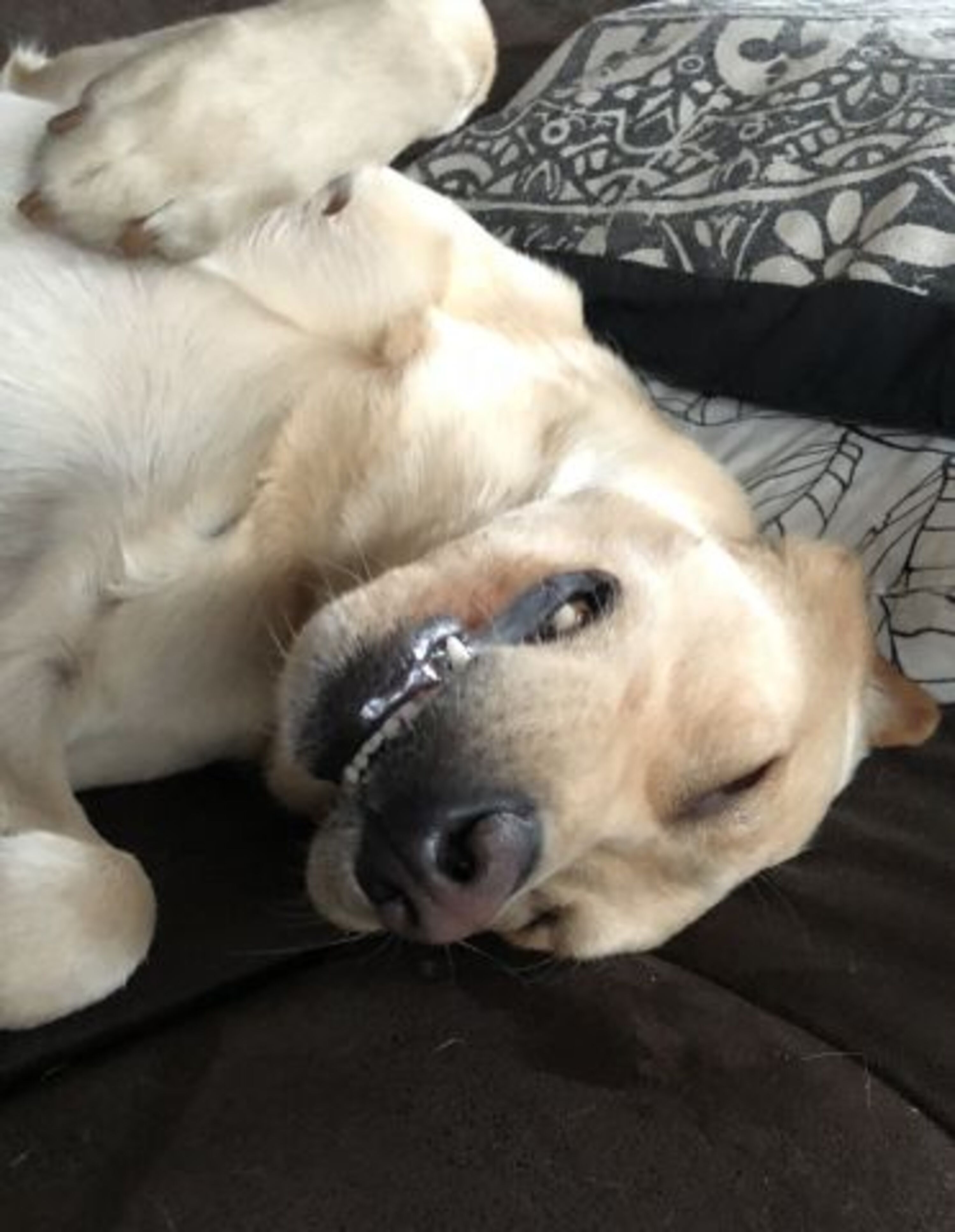 Hundeurlaub