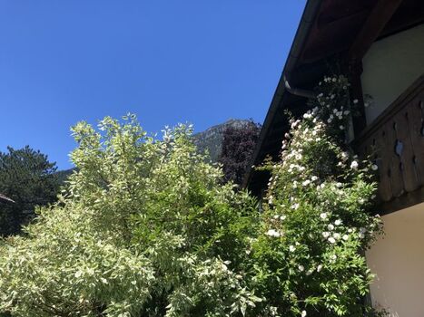 Blick durch Rosen auf die Kramerspitze