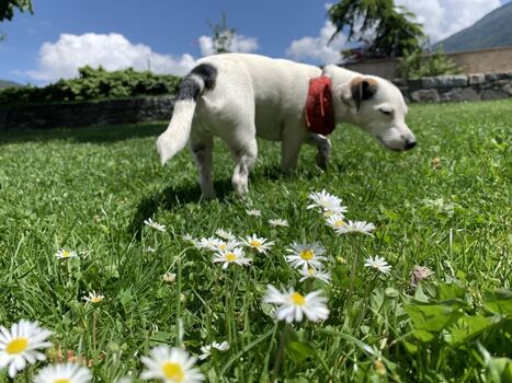 Hundeglück in Tirol
