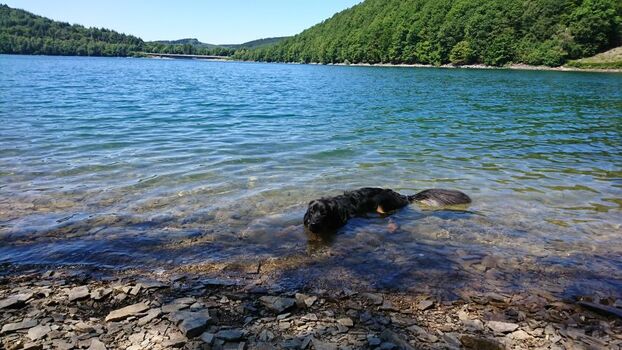 kristallklares Wasser am Biggesee  unter 10 Autominuten von hier