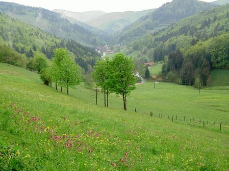 Frühling im Kleinen Wiesental