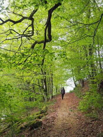 Wandern im Kleinen Wiesental