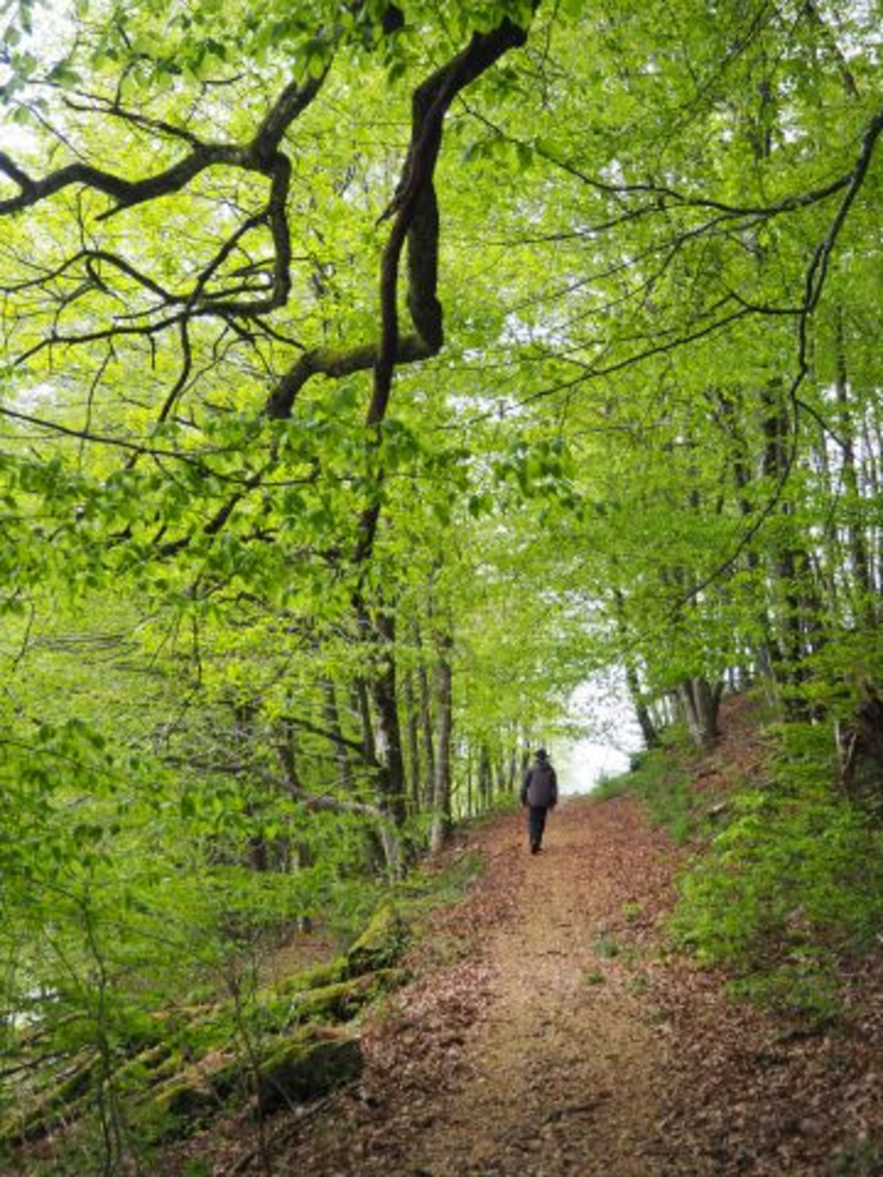 Wandern im Kleinen Wiesental