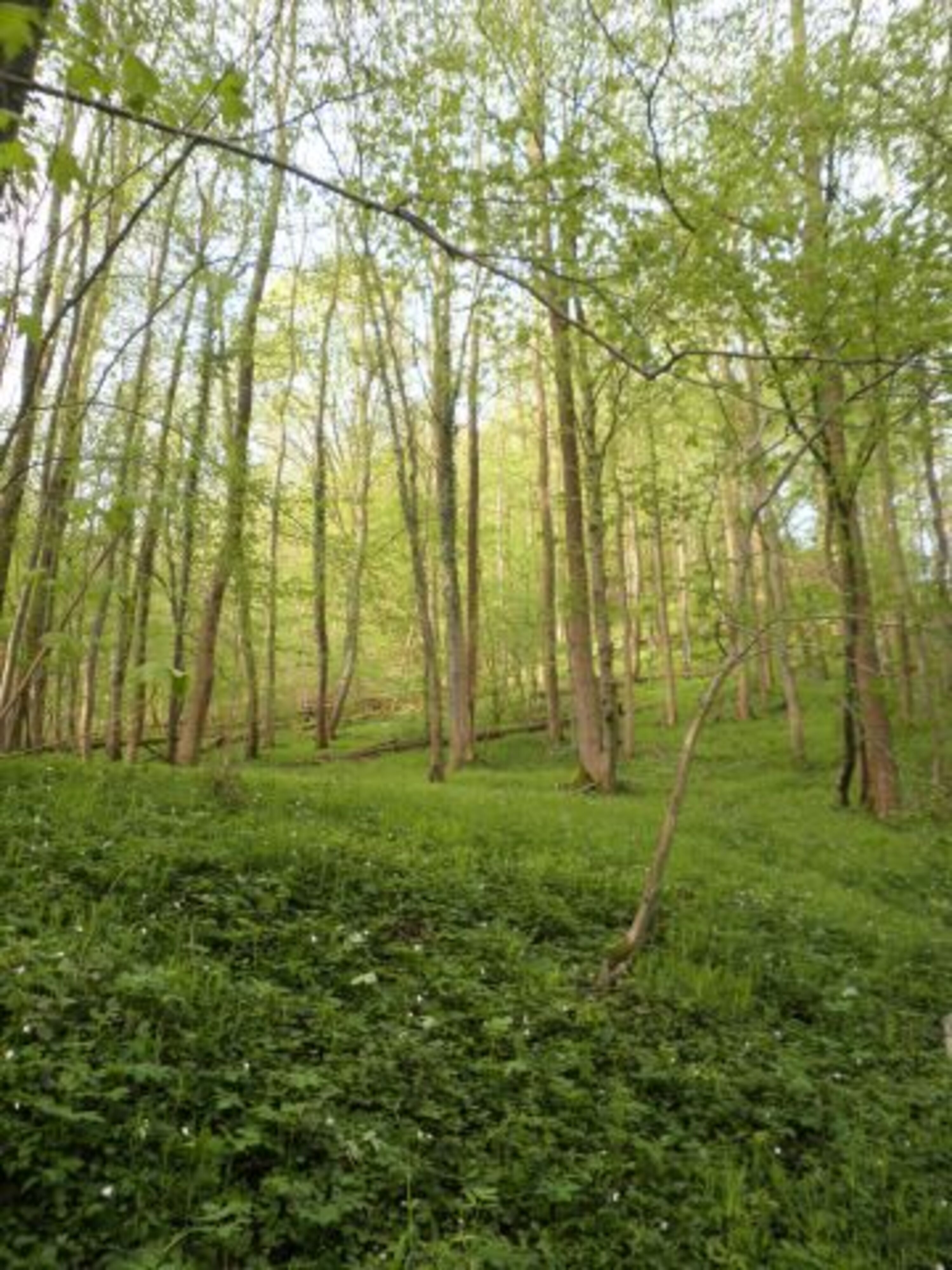 Lichte Wälder am Haus