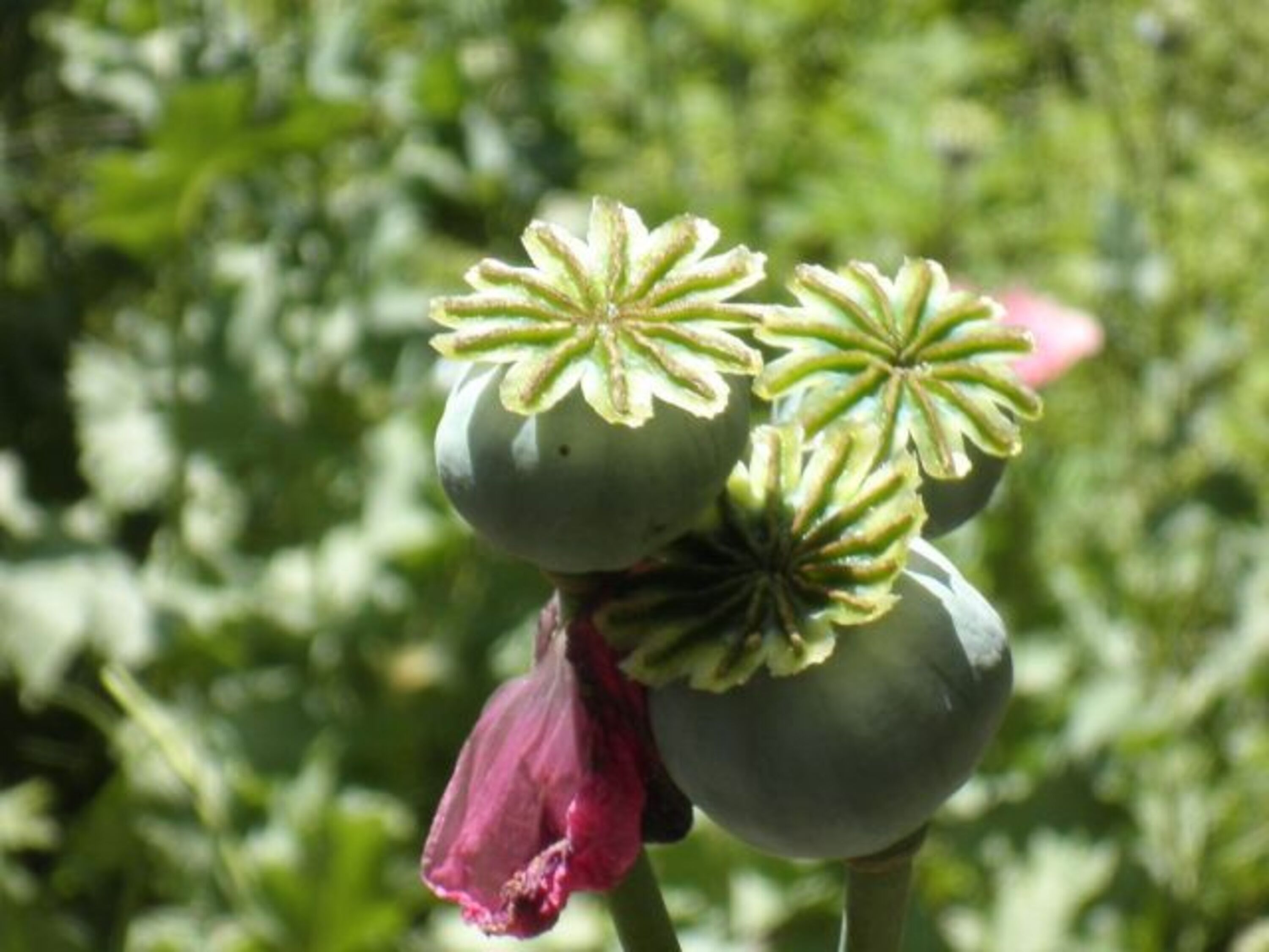 Mohnblüte im Juni
