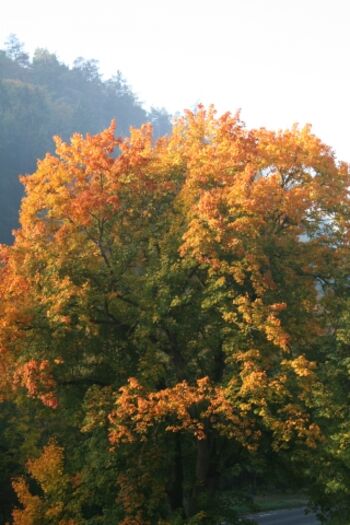 Goldener Herbst