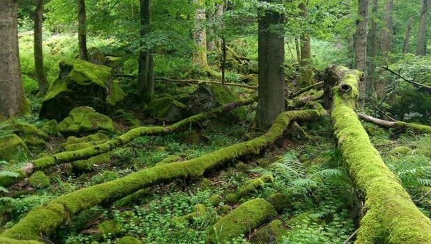 verwunschene Wälder