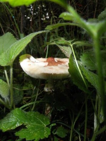 Pilz am Tage, Pils am Abend