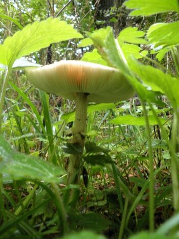 Herbst-Zeit ist Pilz-Zeit