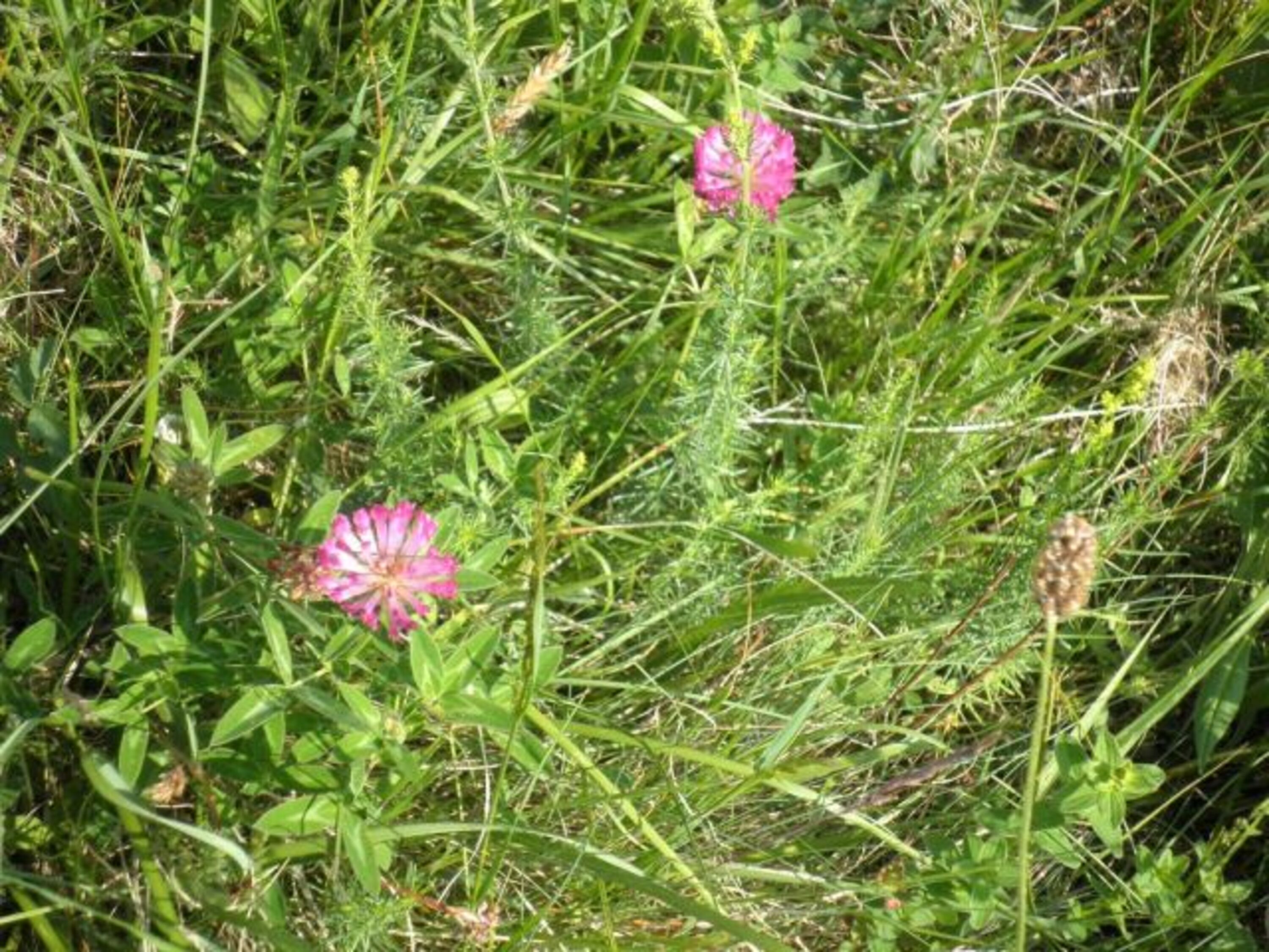wilde Wiesen