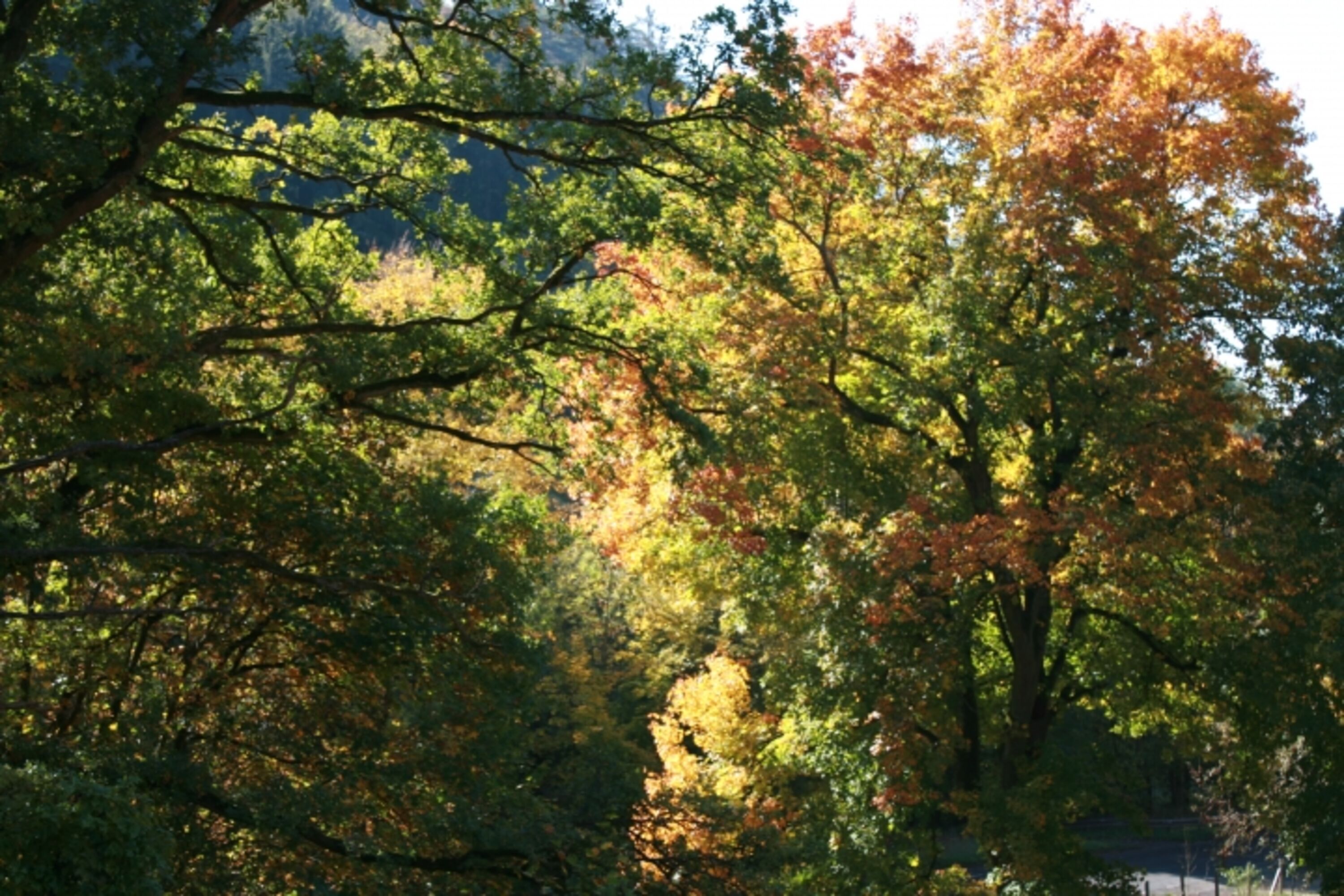 Goldener Herbst
