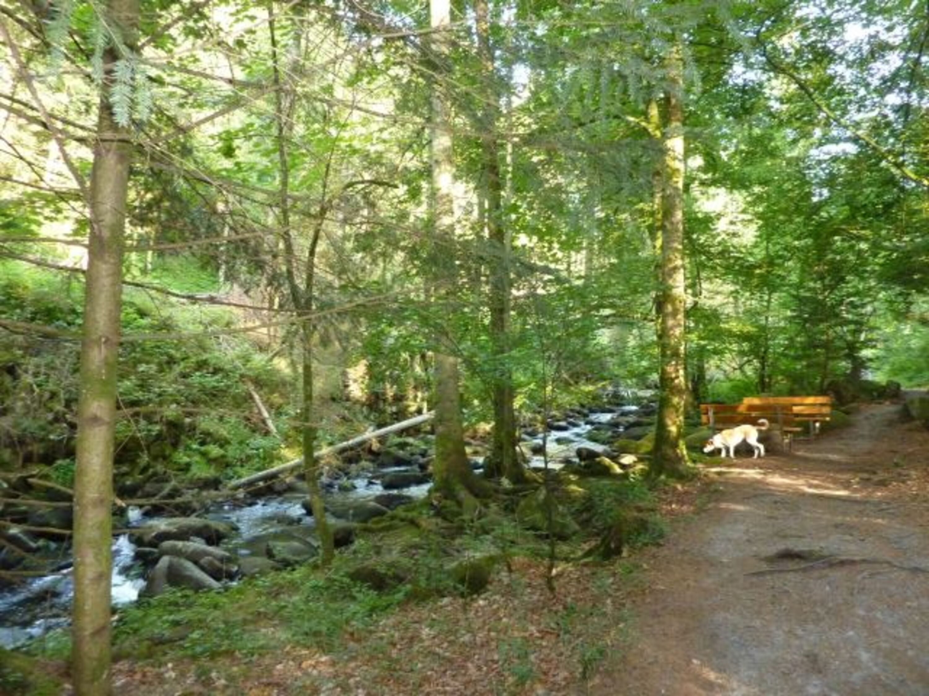 Saußbachklamm 