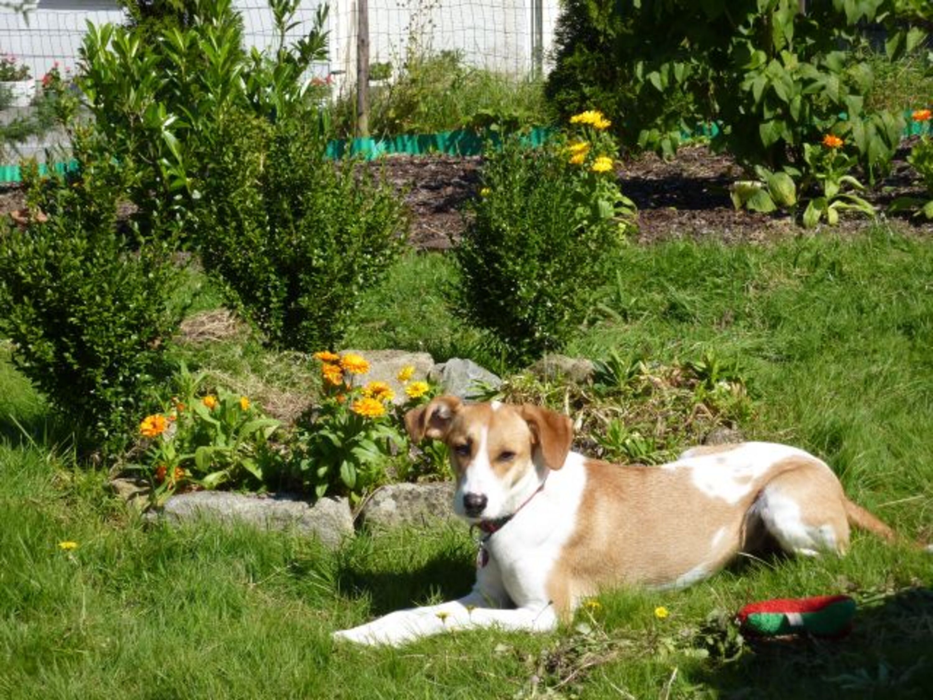 unser Garten 