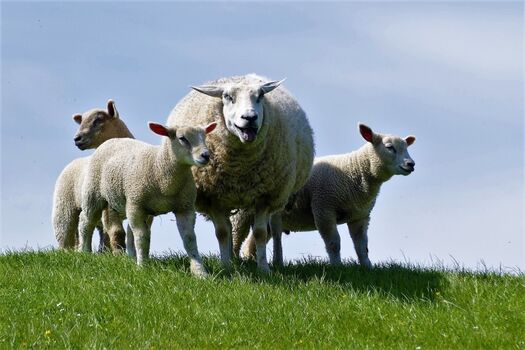 auch direkt auf dem Deich vor dem Haus