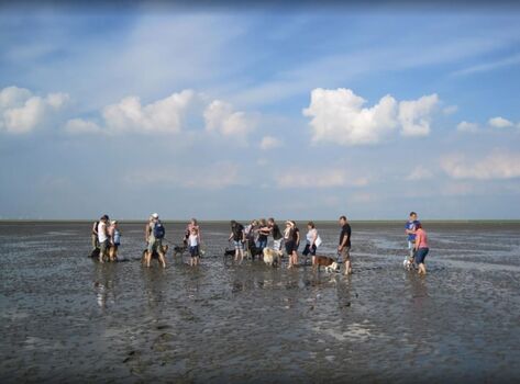 Genießen Sie eine Wattwanderung mit Hund