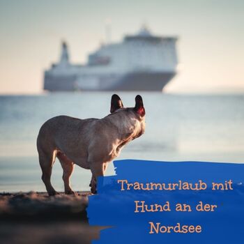 Hunde sind bei uns herzlich willkommen