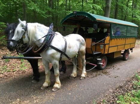 Kutschfahrten beginnen vor der Haustür und führen durch den Wald
