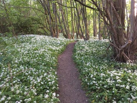 Im Frühjahr wächst bei uns im Wald entlang der Ecker der Bärlauch.