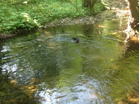 Die Ecker. Ein Paradies für Hund und Herrchen oder Frauchen.